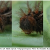arg adippe larva6 volg2
